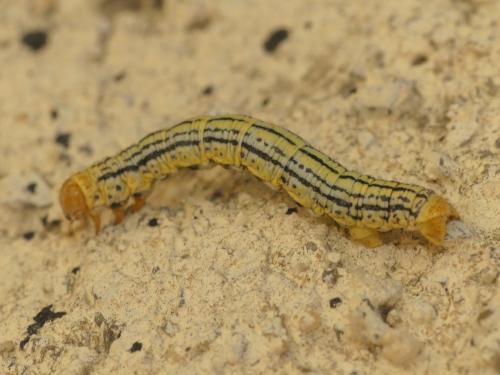 Abraxas pantaria